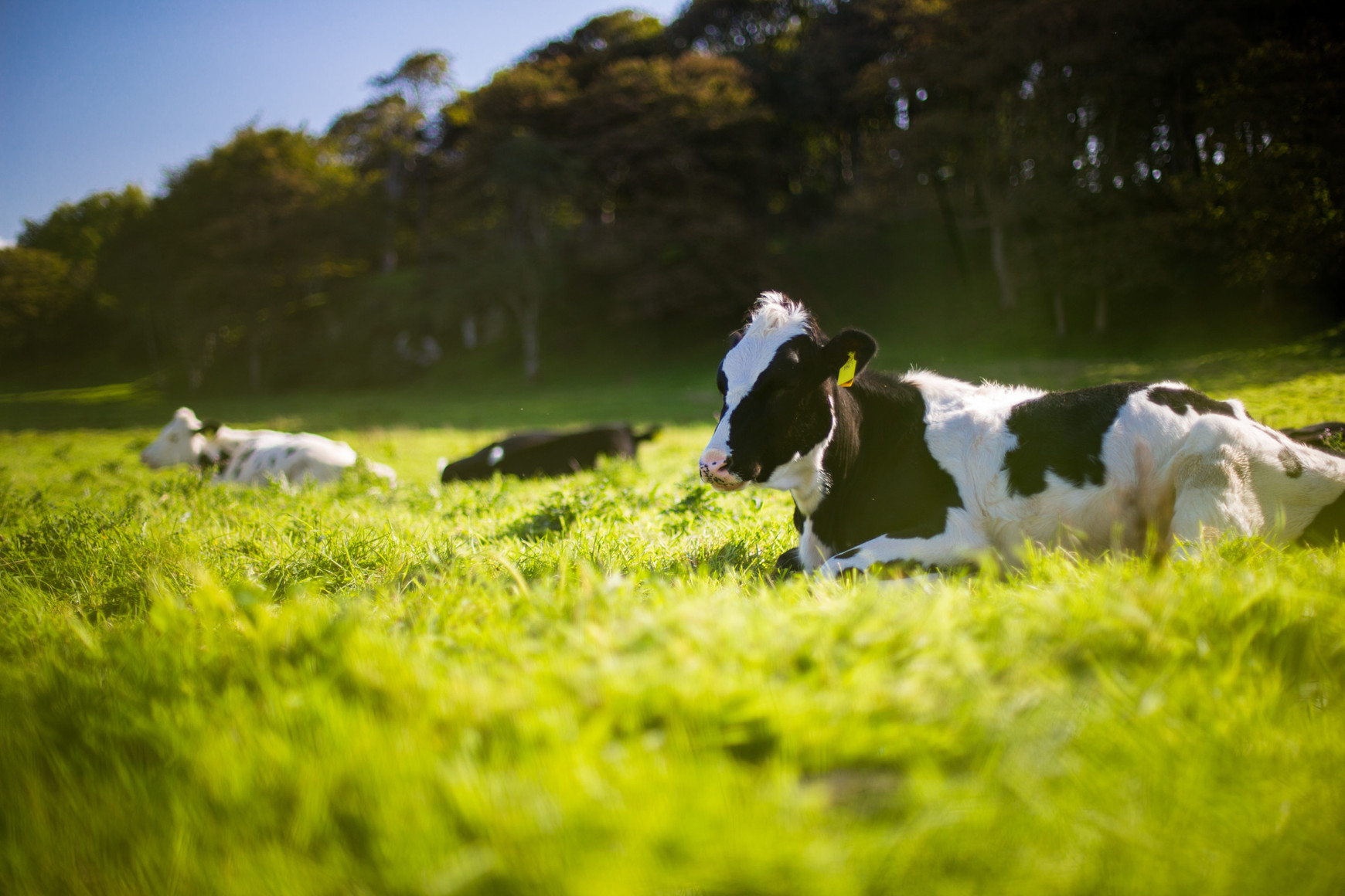 Agroécologie et systèmes d’élevage