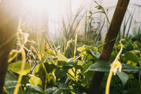 Le nuage de mots de l’agroécologie