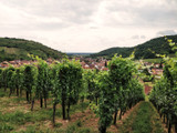LCSLT : L'Alsace, terre de vins rouges