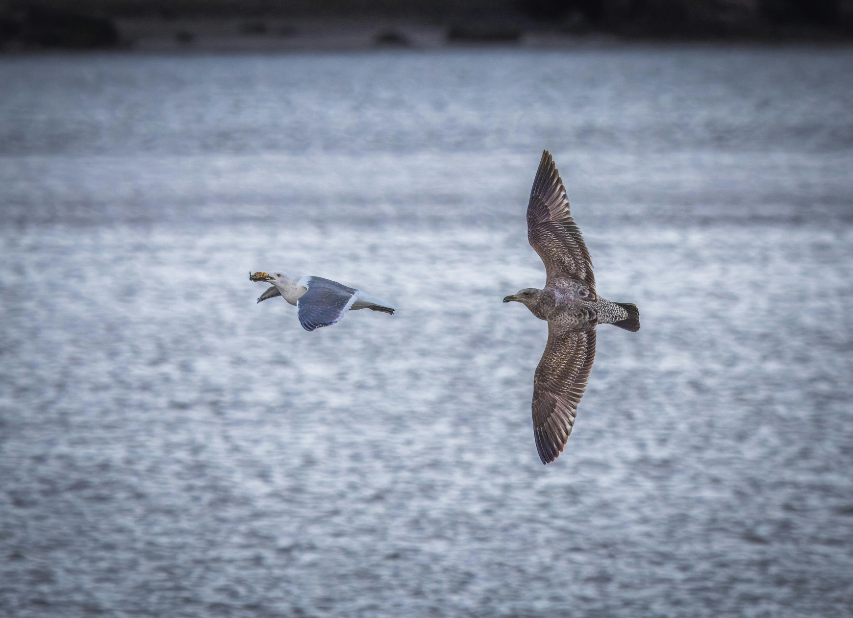 Photo de Robert So - Pexels La Commission européenne poursuit la France en justice à cause de la chasse aux oiseaux