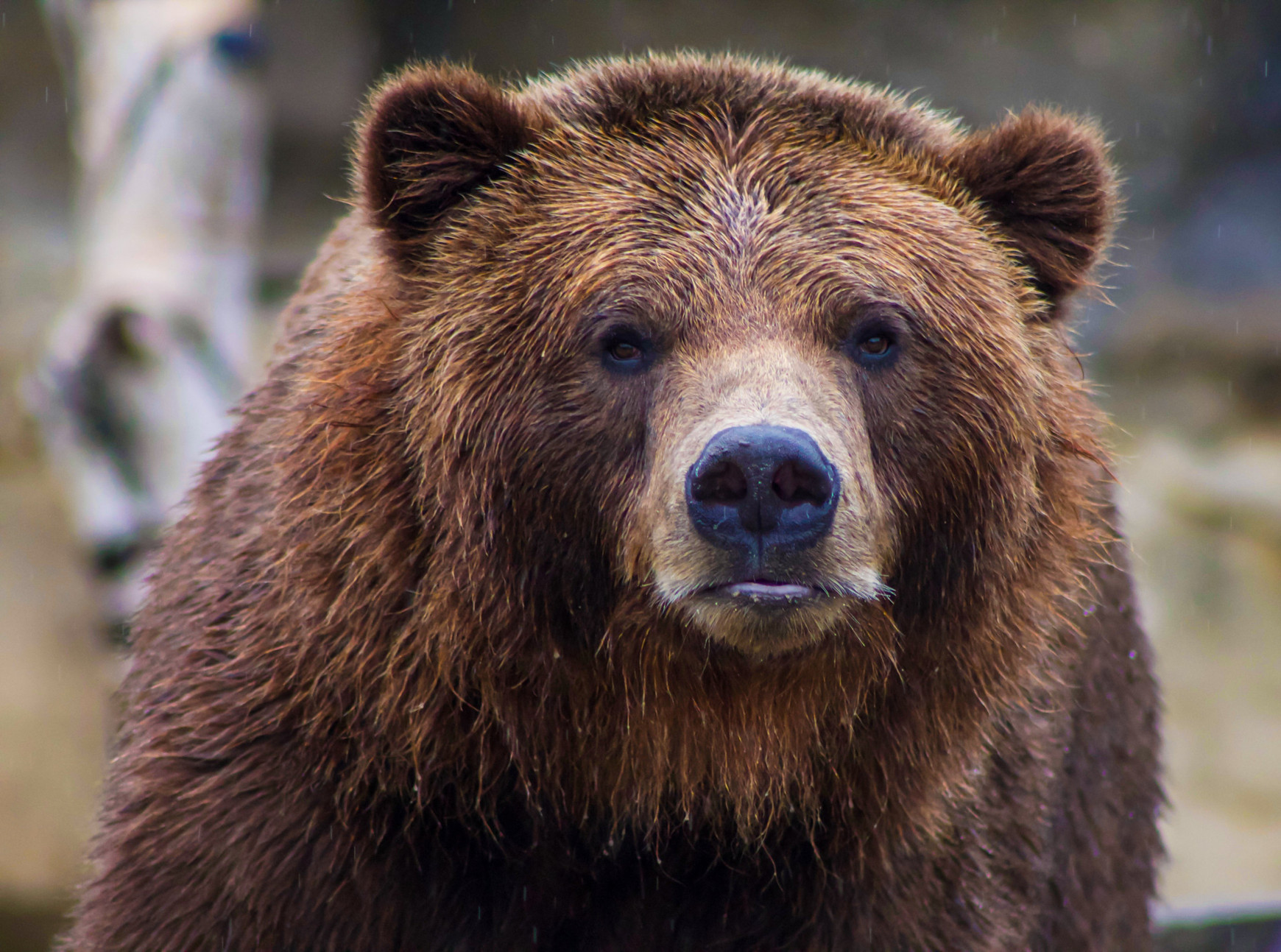 Prédire la fin du marché “bear”