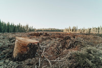Que peut faire l'Union européenne contre la déforestation ?