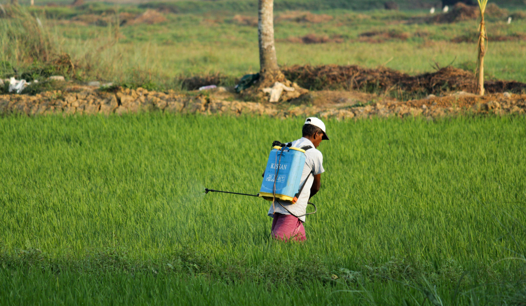 Photo de Arjun MJ - Pexels Prolongation du glyphosate : les ONG saisissent la justice européenne