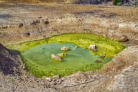« GreenFakes » ou comment des projets destructeurs pour l’environnement sont possibles