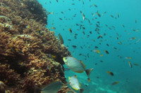Etudier les écosystèmes marins grâce au séquençage à haut débit - Plongée dans les océans #13