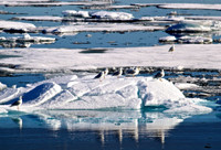 L'impact du changement climatique sur les océans - Plongée dans les océans #6