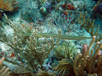 L'impact du changement climatique sur la vie marine - Plongée dans les océans