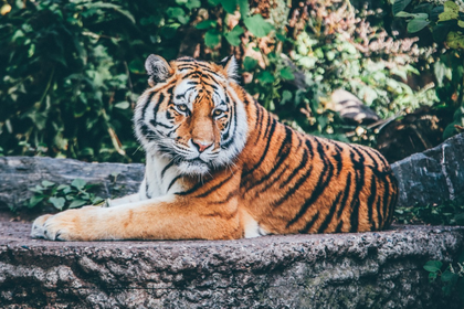 D’où ça vient les zoos ?