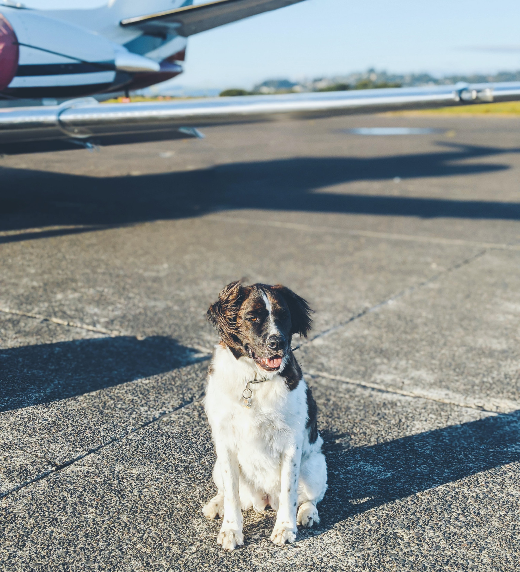 Comment voyager en Europe avec son animal de compagnie ?