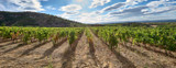 Le renouveau du vignoble Languedocien