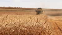 L’UE rétablit les quotas et les tarifs pour les exportations agricoles ukrainiens après trois ans du régime de libre échange