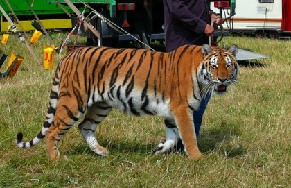 L'invité du jour : Amandine, porte parole de Vegan Impact sur la condition des animaux de cirques