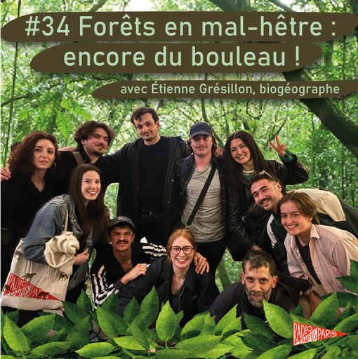 #34 Forêts en mal-hêtre : encore du bouleau !