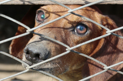 Où en est la lutte contre la maltraitance animale en Europe ?