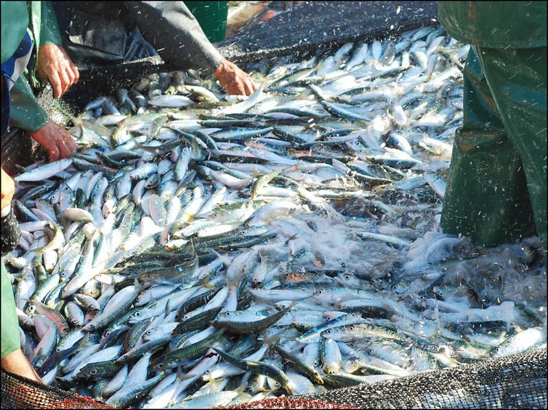 Un état des lieux des populations de poissons en Europe - Plongée dans les océans #30