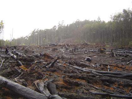 Report de la loi anti-déforestation : la Commission européenne envoie "un message politique"