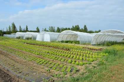 DE PLUS EN PLUS DE FERMES BIO DANS LES HAUTS-DE-FRANCE