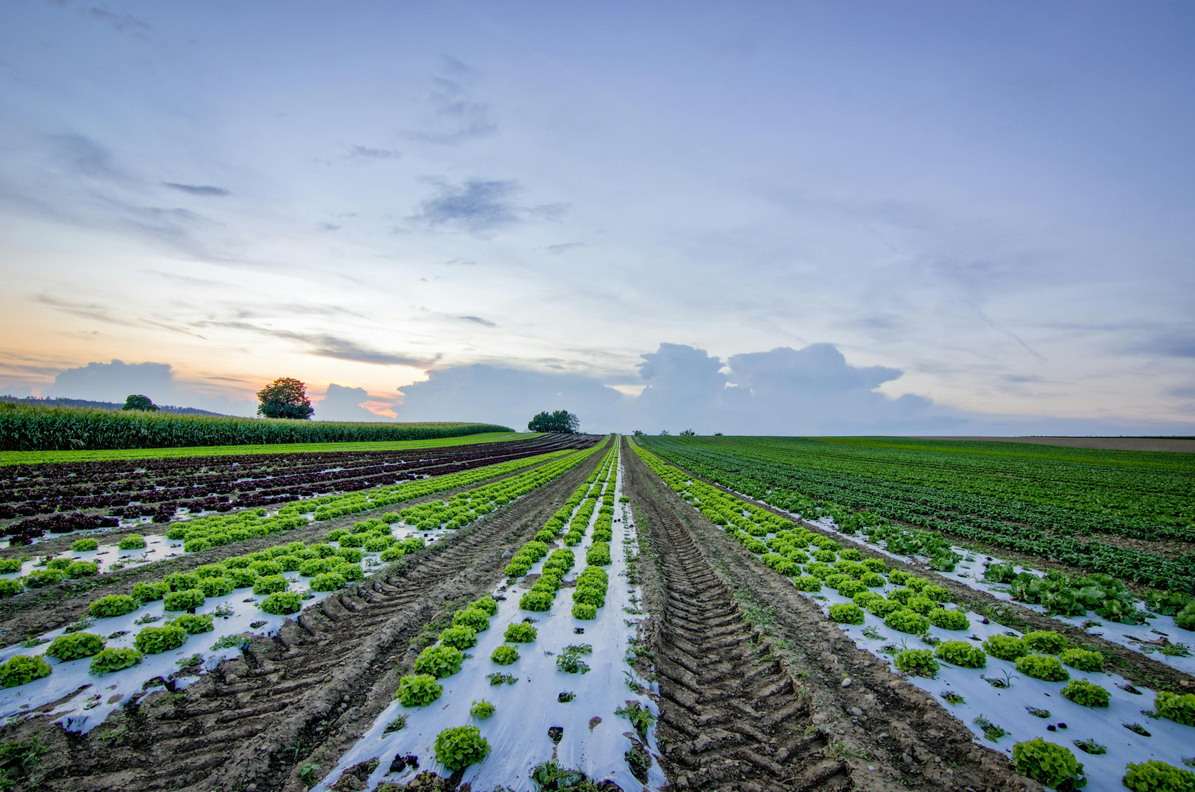 Photo de Reto Bürkler: https://www.pexels.com/fr-fr/photo/champ-de-laitue-pres-de-cornfield-1443867/ Quoi de neuf en Europe ? - Lucie Cassard
