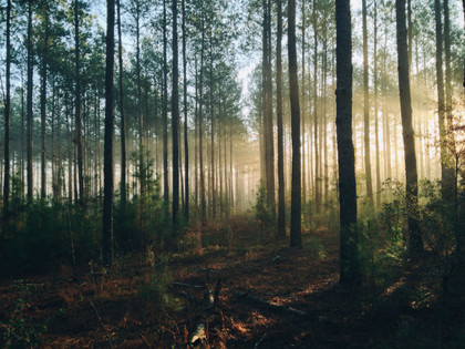 Les forêts dans le Green Deal : panorama général