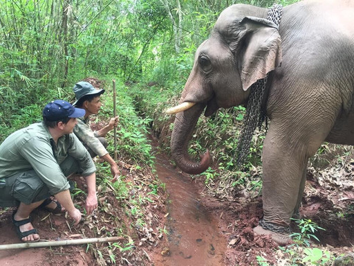 InSitu#6 - Chez les éleveurs d'éléphants d'Asie