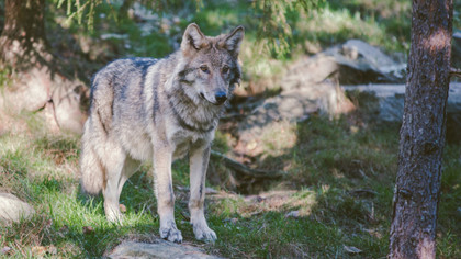 Vinciane Schokert - Le retour du loup en Belgique