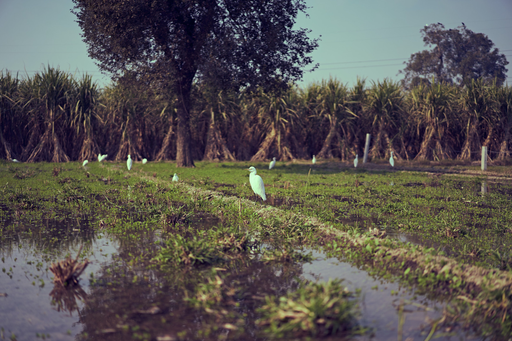 Des politiques agricoles enfin alignées sur la politique de l'Union dans le domaine de l'eau ?