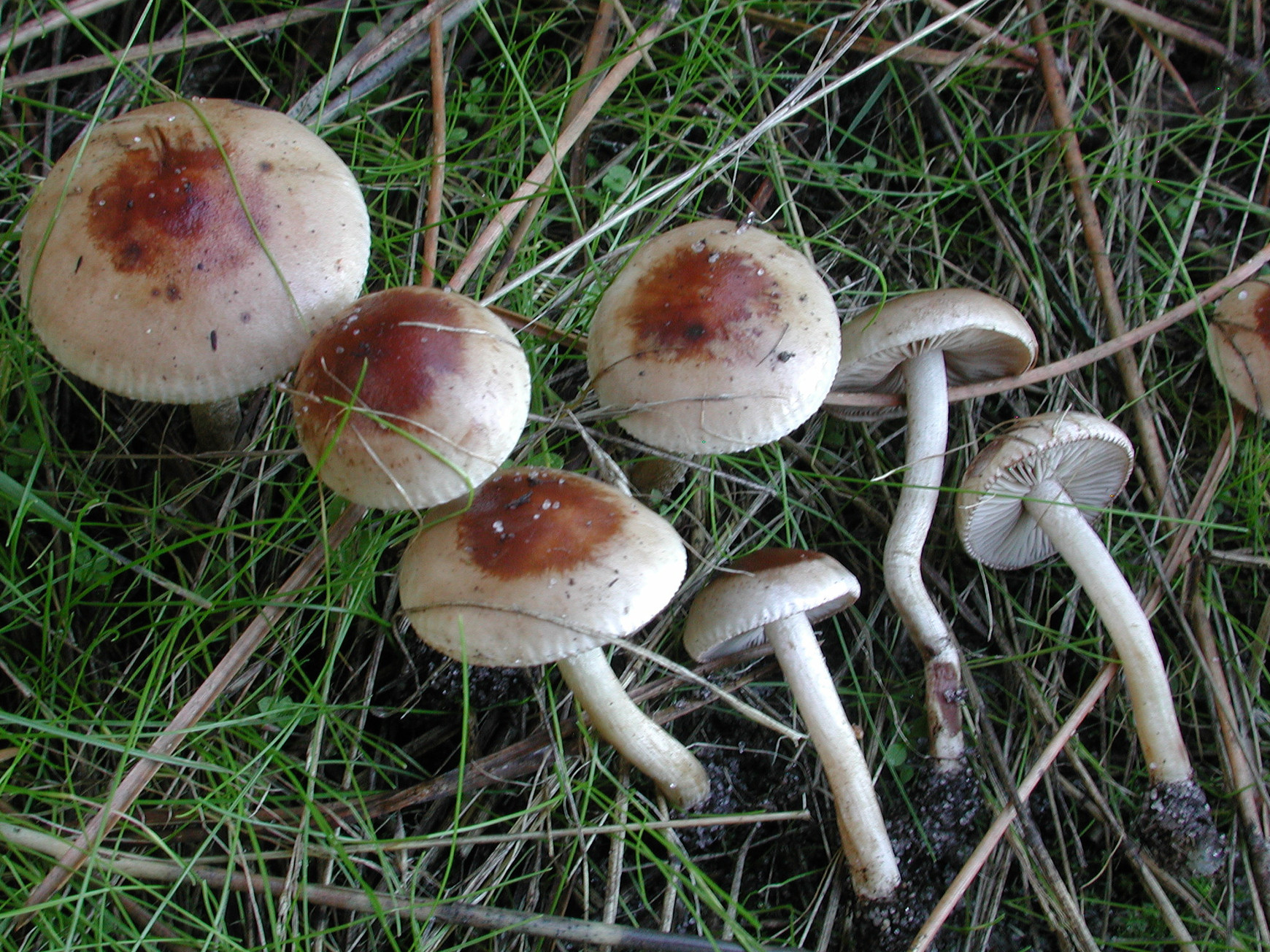 © INRAe - ClaudePlassard Les Mycorhizes - Partie 2