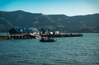 Voyage à Akaroa