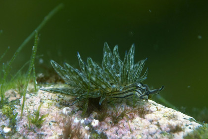 Les limaces de mer 2/2 : des limaces qui avancent à l'énergie solaire