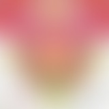 Yummy dans les nuages : retour au Japon
