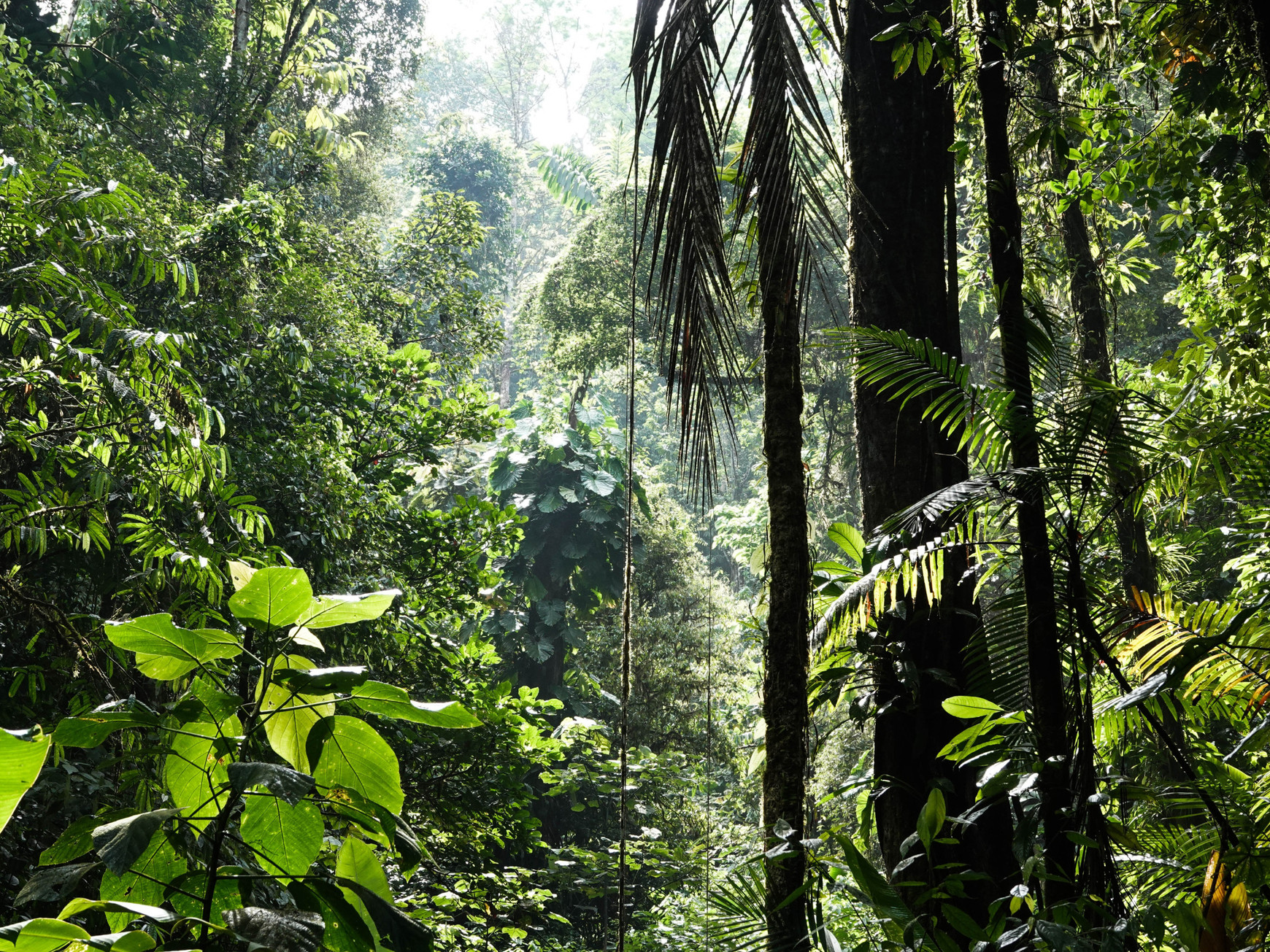 La biodiversité toujours plus menacée avec Pierre-Henri Gouyon