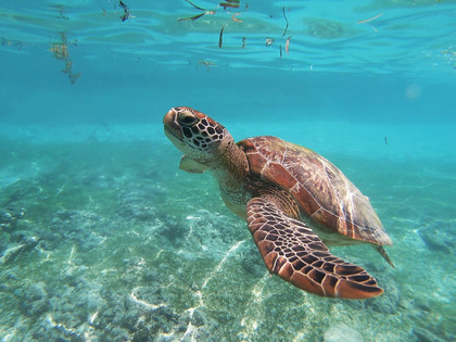 L’ipbes ou le GIEC de la biodiversité