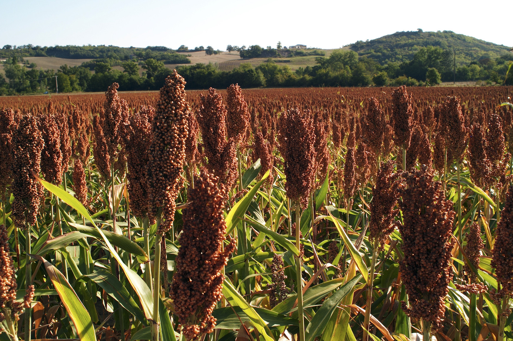 Le sorgho, solution pour l'agriculture face aux épisodes de sécheresse ?