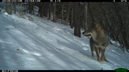 Loup, où es-tu ? L’enjeu du suivi du loup sur les territoires - L'Europe vue d'ici #62