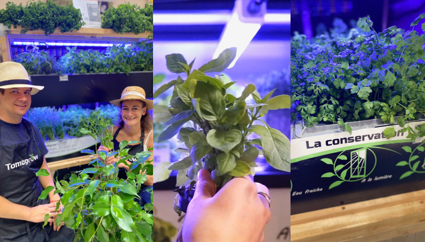 Tomogrow Avec Tomogrow : cueillir ses aromates directement en supermarché, c'est possible