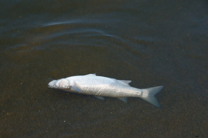 Catastrophe écologique du fleuve Oder, élections en Pologne et en Slovaquie, Religieuses pro-guerre au Bélarus