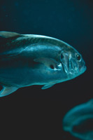 Le thon rouge, une espèce menacée - Plongée dans les océans #25