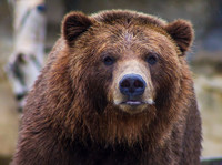 Prédire la fin du marché “bear”