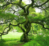 La Puce à l'Oreille descend de l'arbre // 22 mai 2...