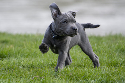 Formation des chiens pour repérer le coronavirus