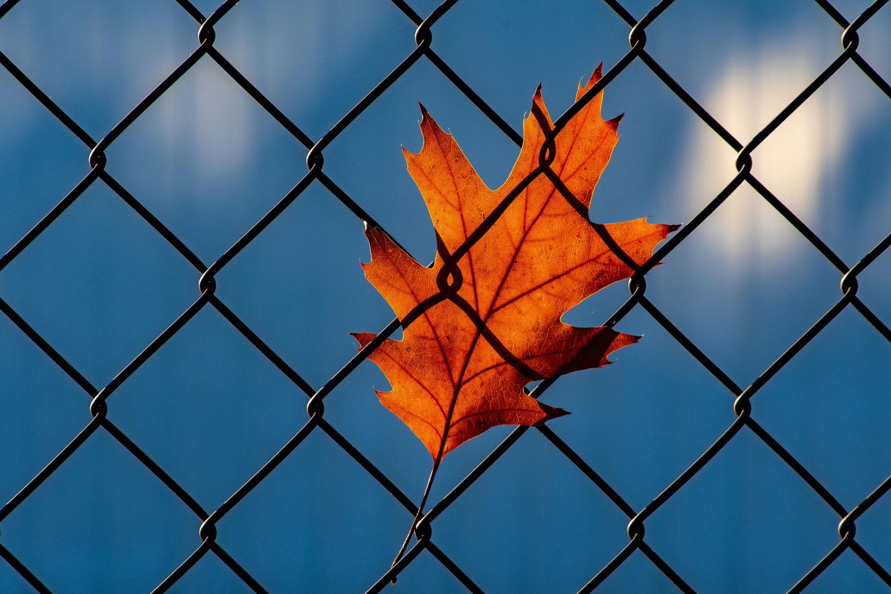 ©Photo de Brett Sayles: https://www.pexels.com/fr-fr/photo/feuille-orange-sur-cloture-en-mailles-de-chaine-1550131/ Les chiffre de l'asile et des arrivées irrégulières