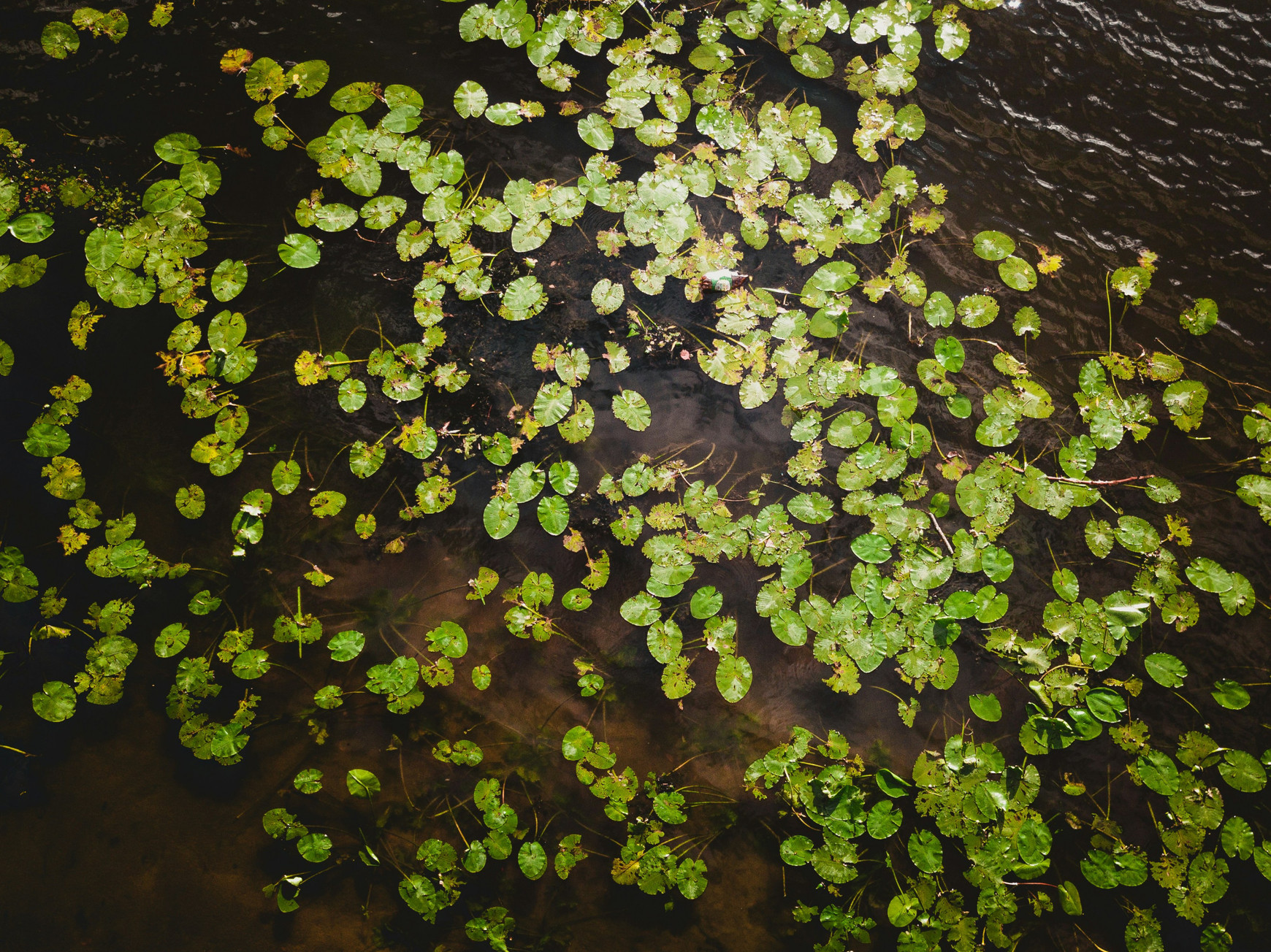 ©Ivan Bandura sur Unsplash Les socio-écosystèmes