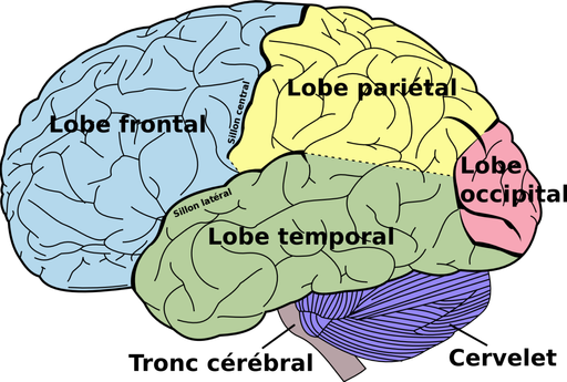 La relève : tout sur le cerveau avec G. de Lavillé...