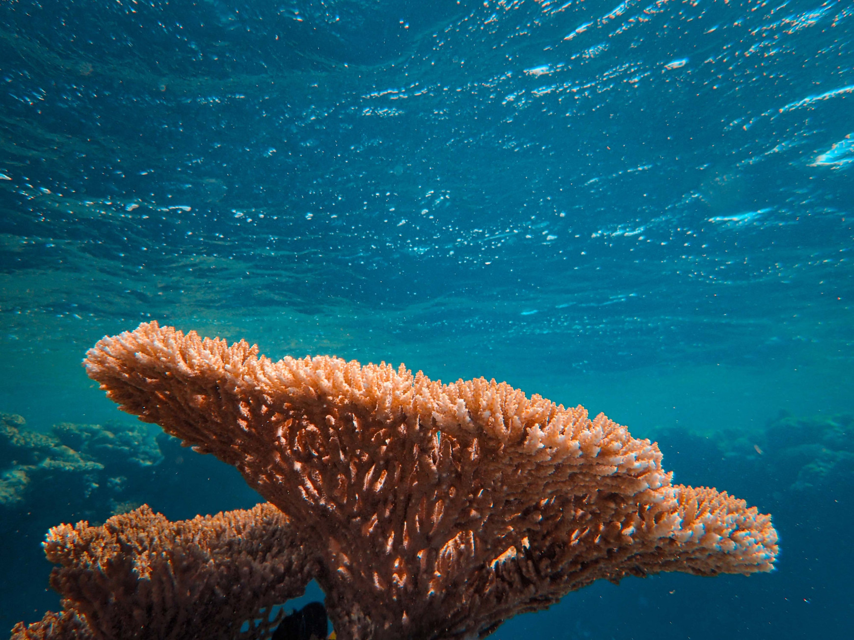 ©Francesco Ungaro sur Unsplash Que nous dit l’ipbes sur l’état de santé de la biodiversité marine ? -