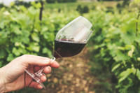 Œnotourisme : un rempart à la baisse de la consommation de vin dans le bordelais