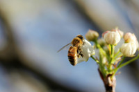 Développer et financer l’agroécologie