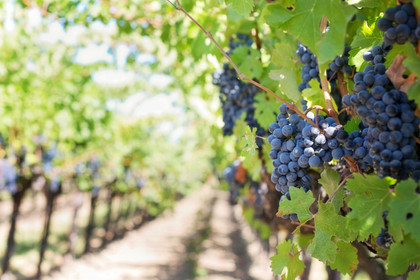 La Commission européenne souhaite soutenir la vitiviniculture : qu'en dit le secteur ?
