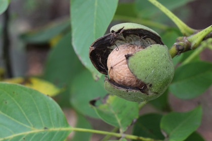 La nutrition des plantes et l’agroécologie