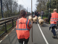 La transhumance arrive à Nantes