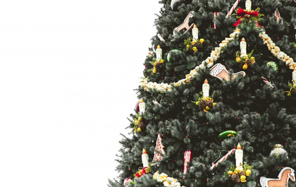 Le sapin de Noël : Trouvez l'arbre idéal !
